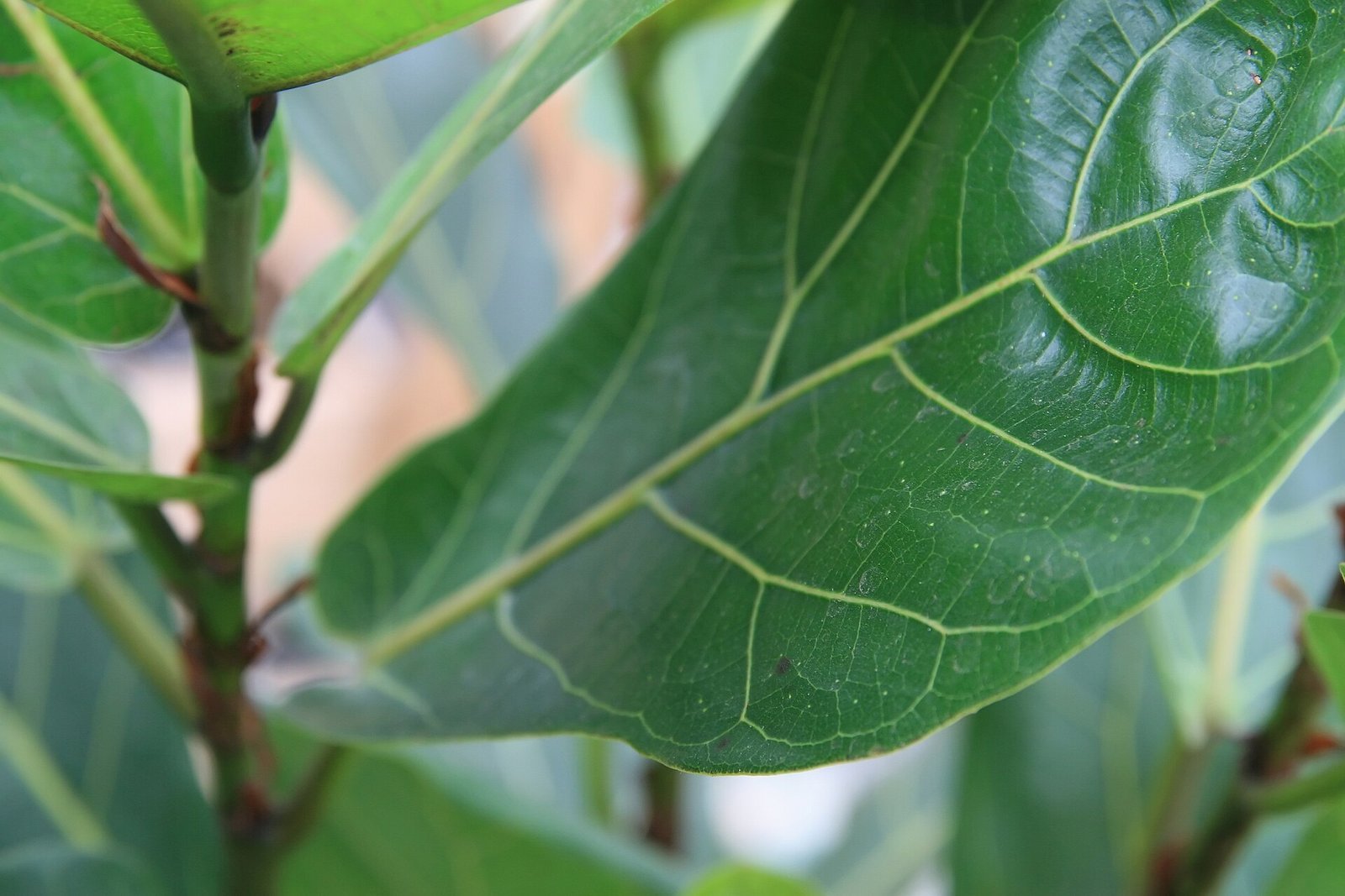 Close-up of glossy, deeply veined fiddle leaf fig (Ficus lyrata) foliage in soft natural light