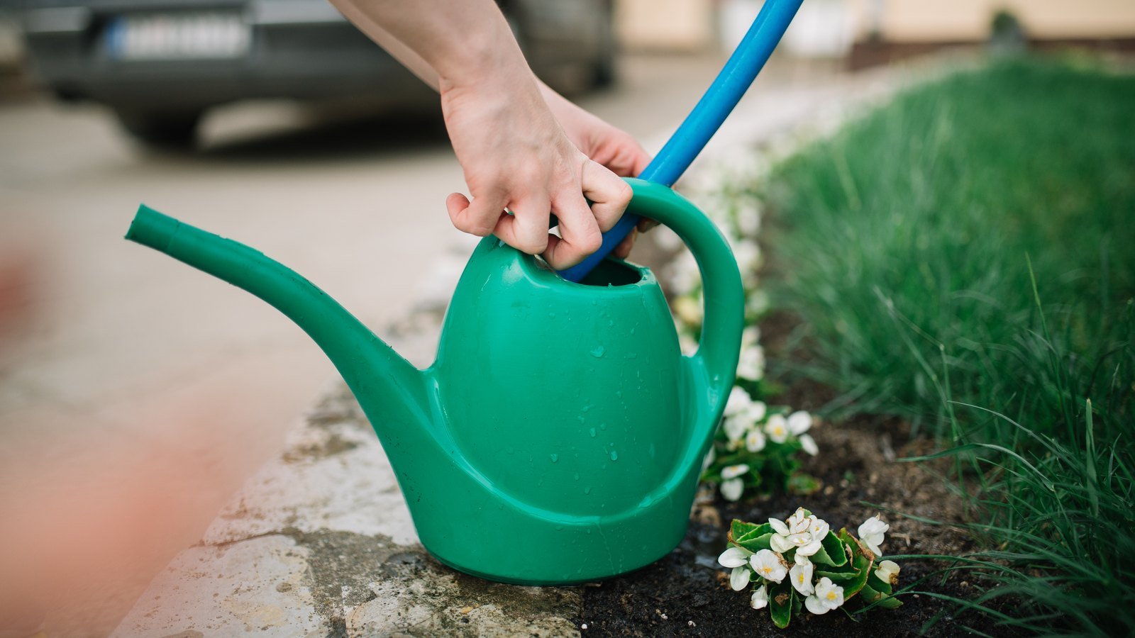 How Often Should You Water Houseplants? (The Honest Answer)