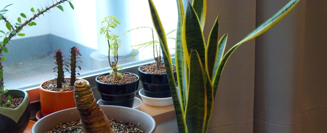 How to Choose the Right Houseplant for Your Space