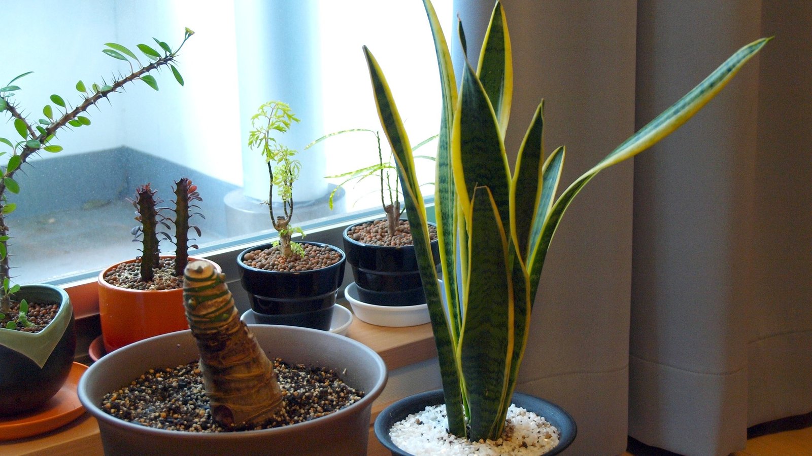 How to Choose the Right Houseplant for Your Space