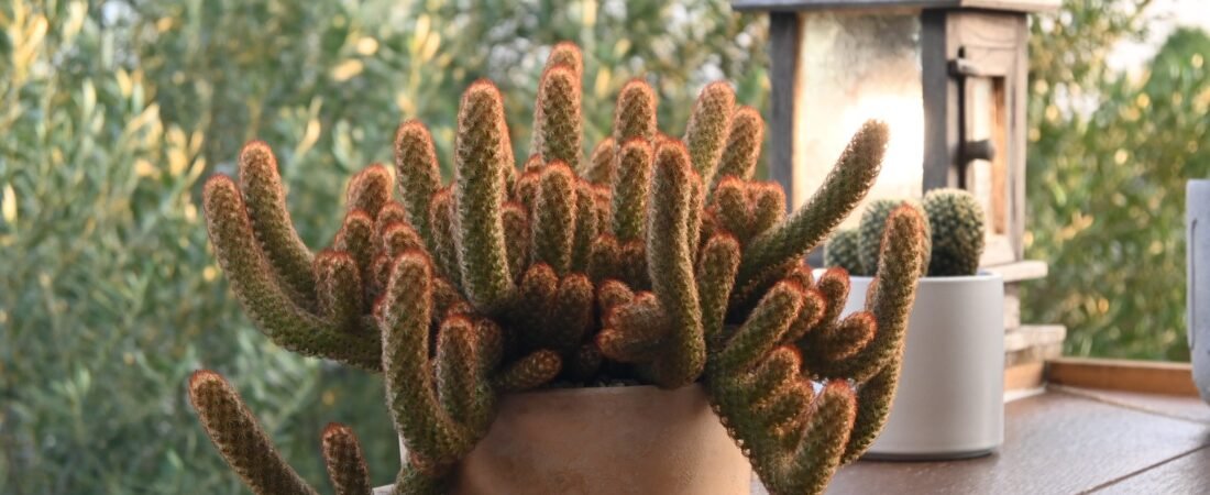Understanding Light: Sun Exposure for Houseplants (And Why “Bright Indirect” Confuses Everyone)