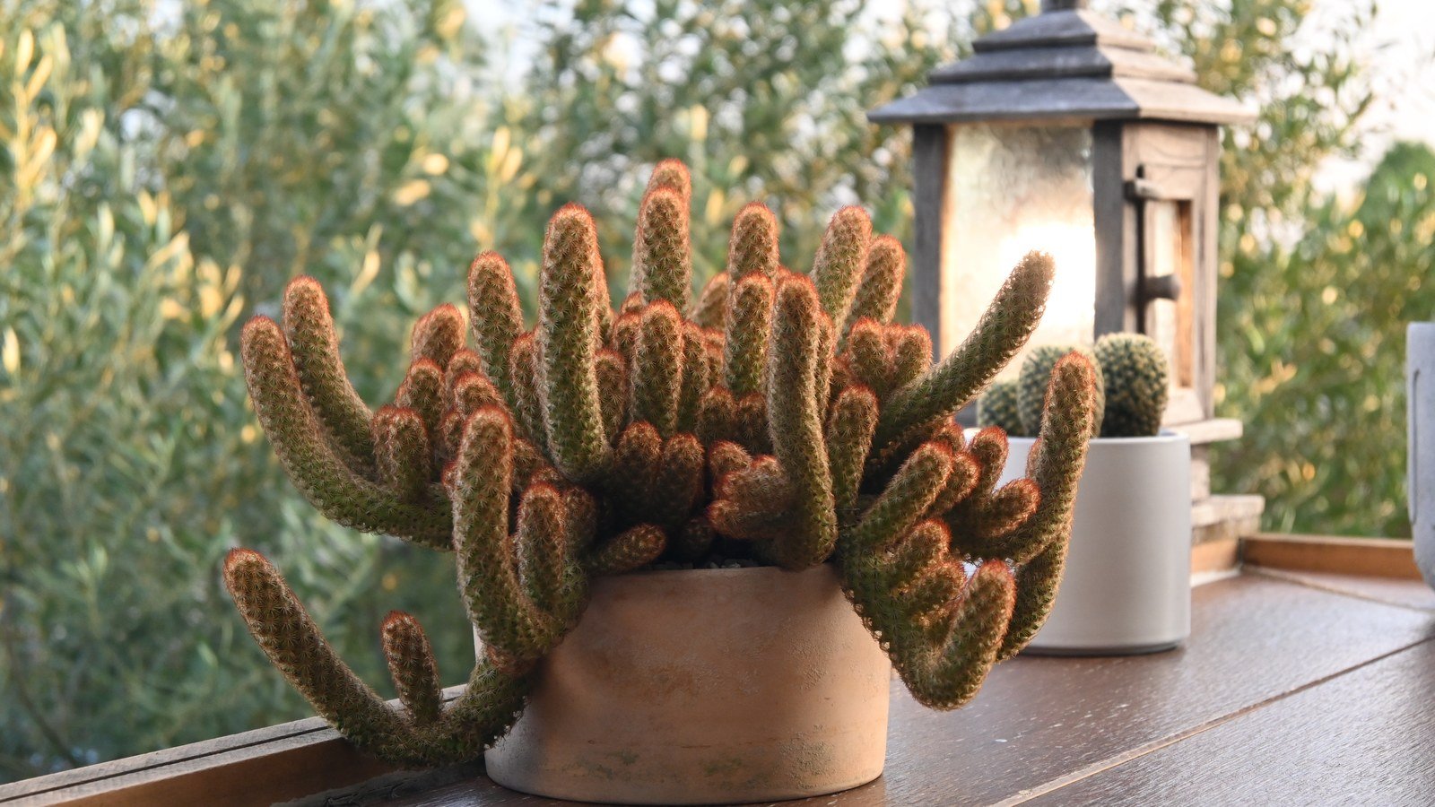 Understanding Light: Sun Exposure for Houseplants (And Why “Bright Indirect” Confuses Everyone)