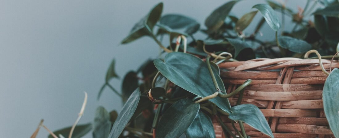 What Houseplants Actually Need to Thrive (It’s Only Six Things)
