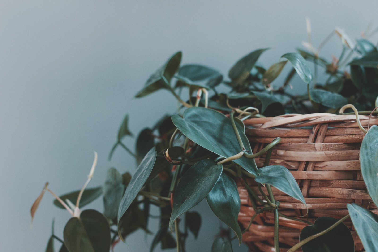 What Houseplants Actually Need to Thrive (It’s Only Six Things)