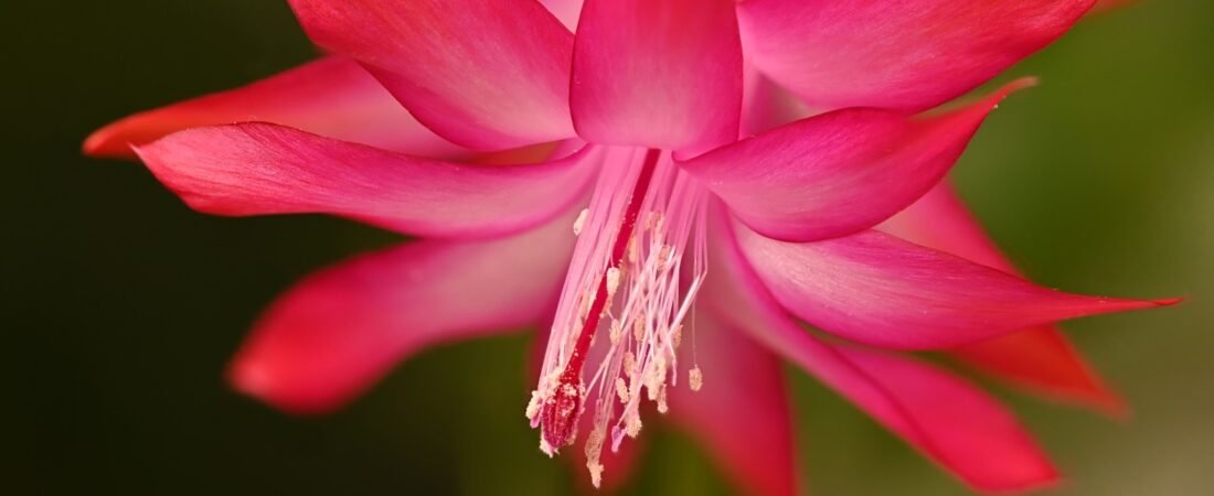 Christmas Cactus Care 101: How to Get Blooms Every Holiday Season