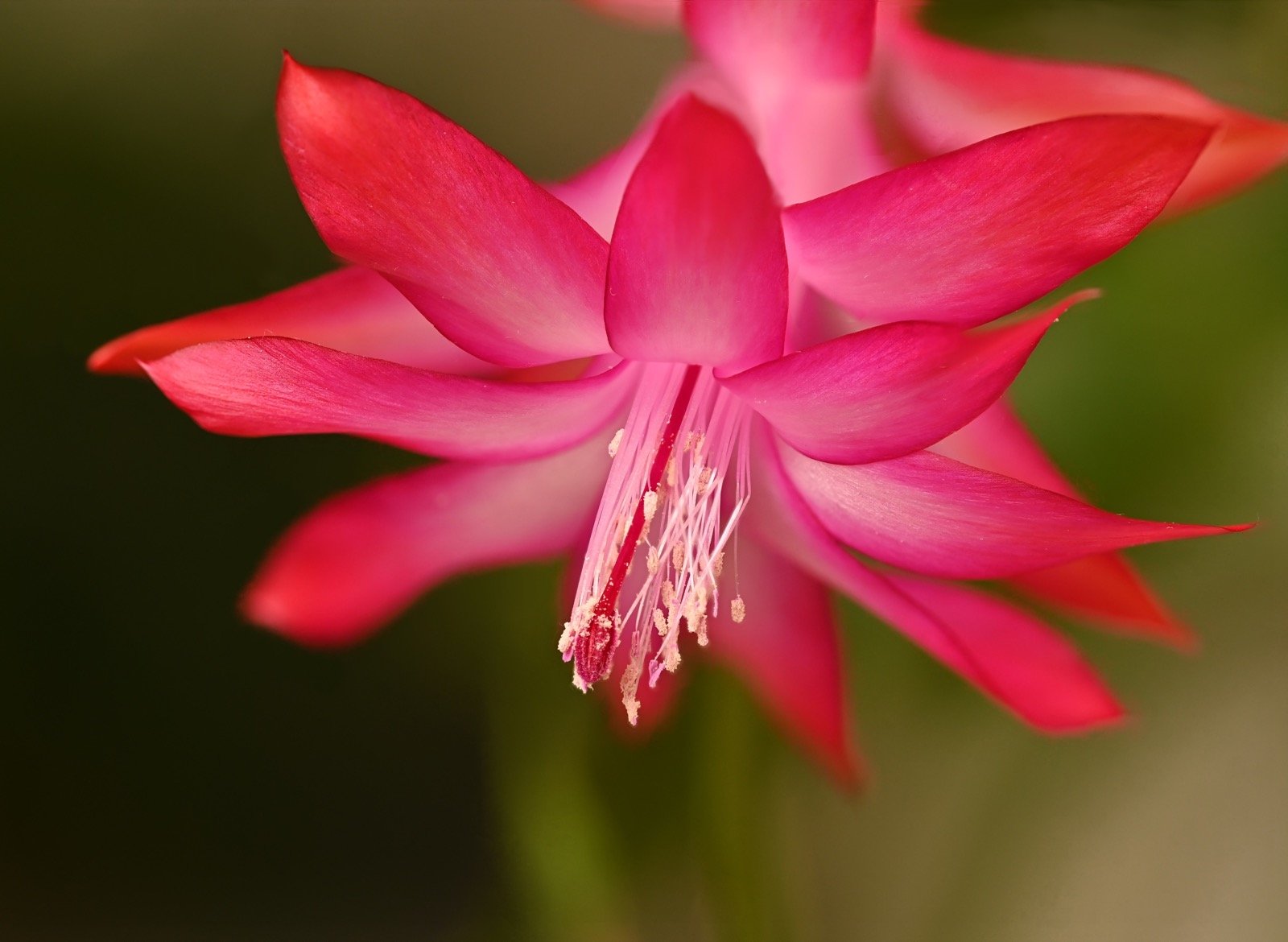 Christmas Cactus Care 101: How to Get Blooms Every Holiday Season