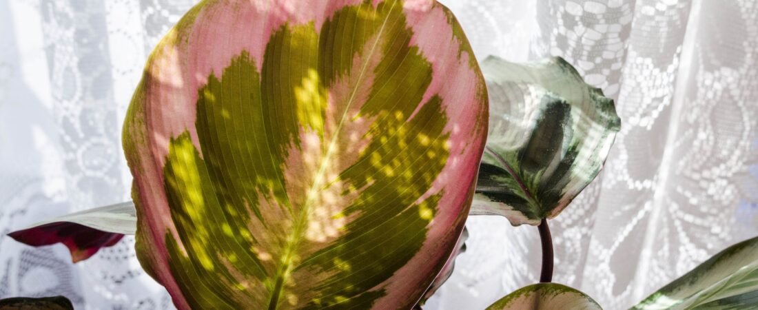 Houseplant Fertilizer 101: When to Feed, What to Use, and How Not to Overdo It