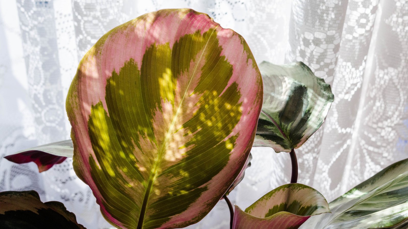 Houseplant Fertilizer 101: When to Feed, What to Use, and How Not to Overdo It