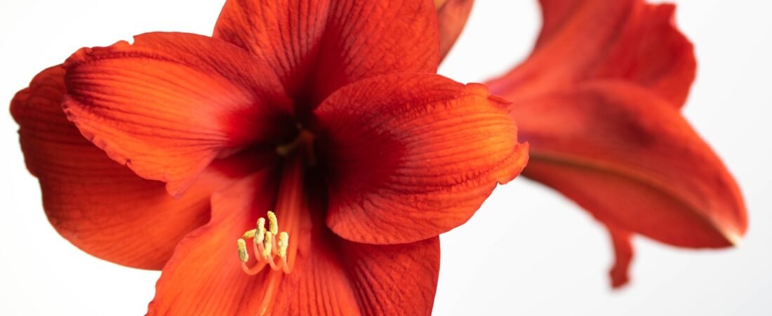 How to Force Amaryllis Bulbs Indoors for Holiday Blooms