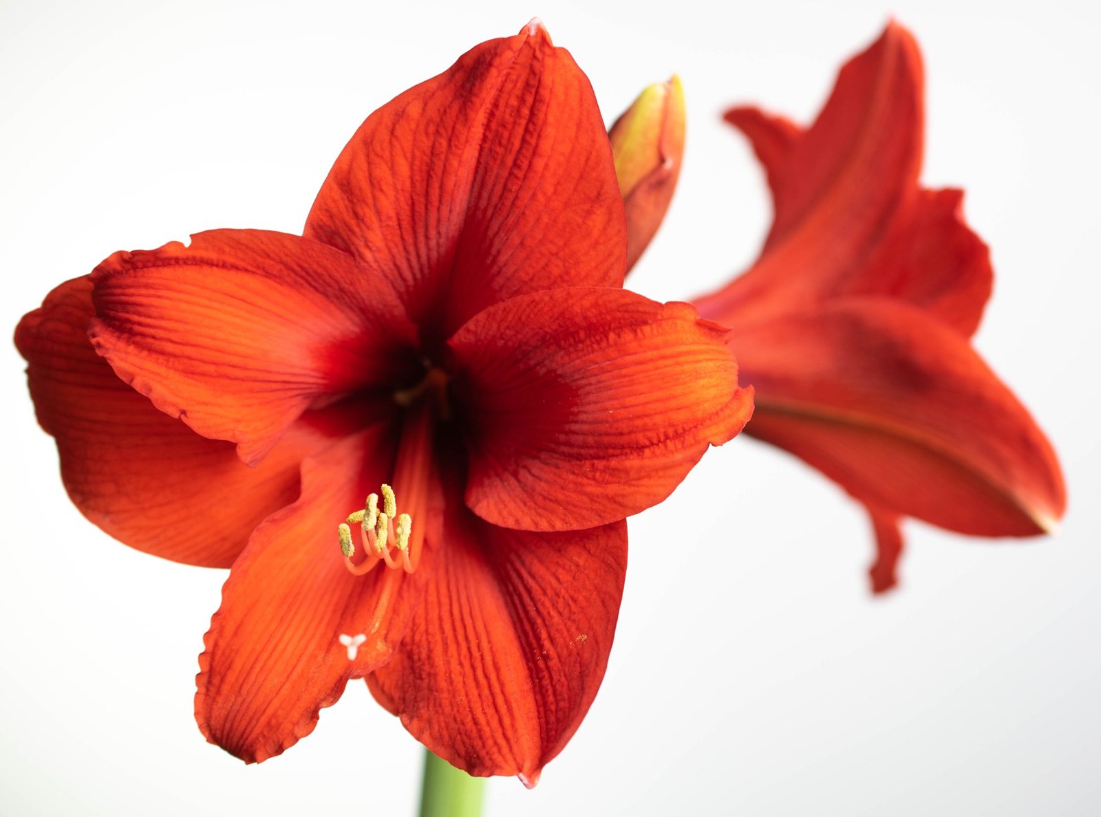 How to Force Amaryllis Bulbs Indoors for Holiday Blooms