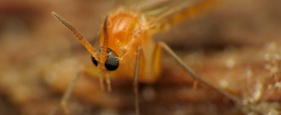 How to Get Rid of Fungus Gnats for Good