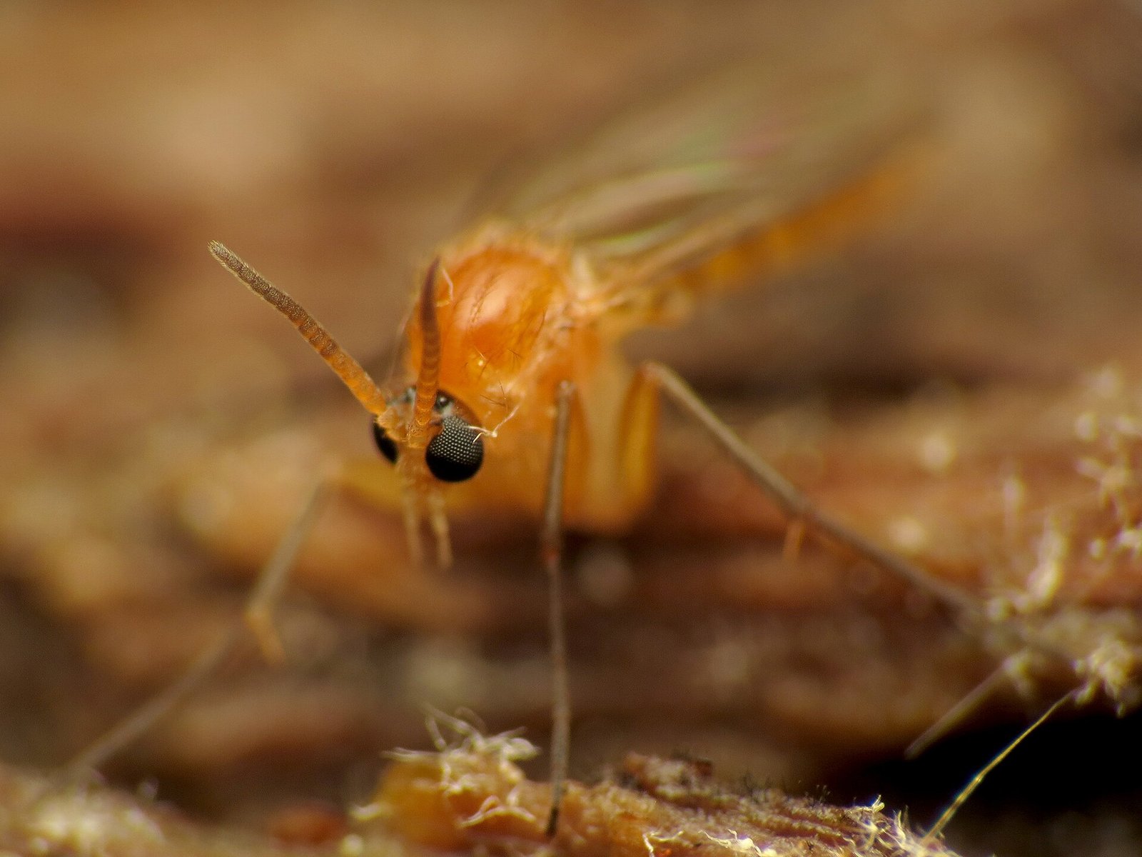 How to Get Rid of Fungus Gnats for Good