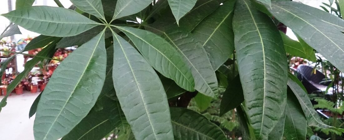 Money Tree Care 101: How to Keep Your Braided Pachira Happy Indoors