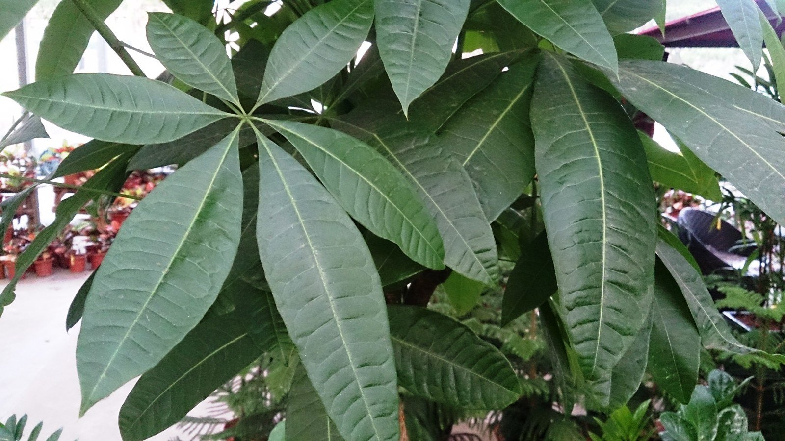 Money Tree Care 101: How to Keep Your Braided Pachira Happy Indoors