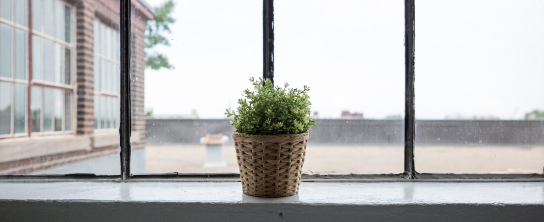 Seasonal Plant Care: How to Adjust Your Routine Through the Year