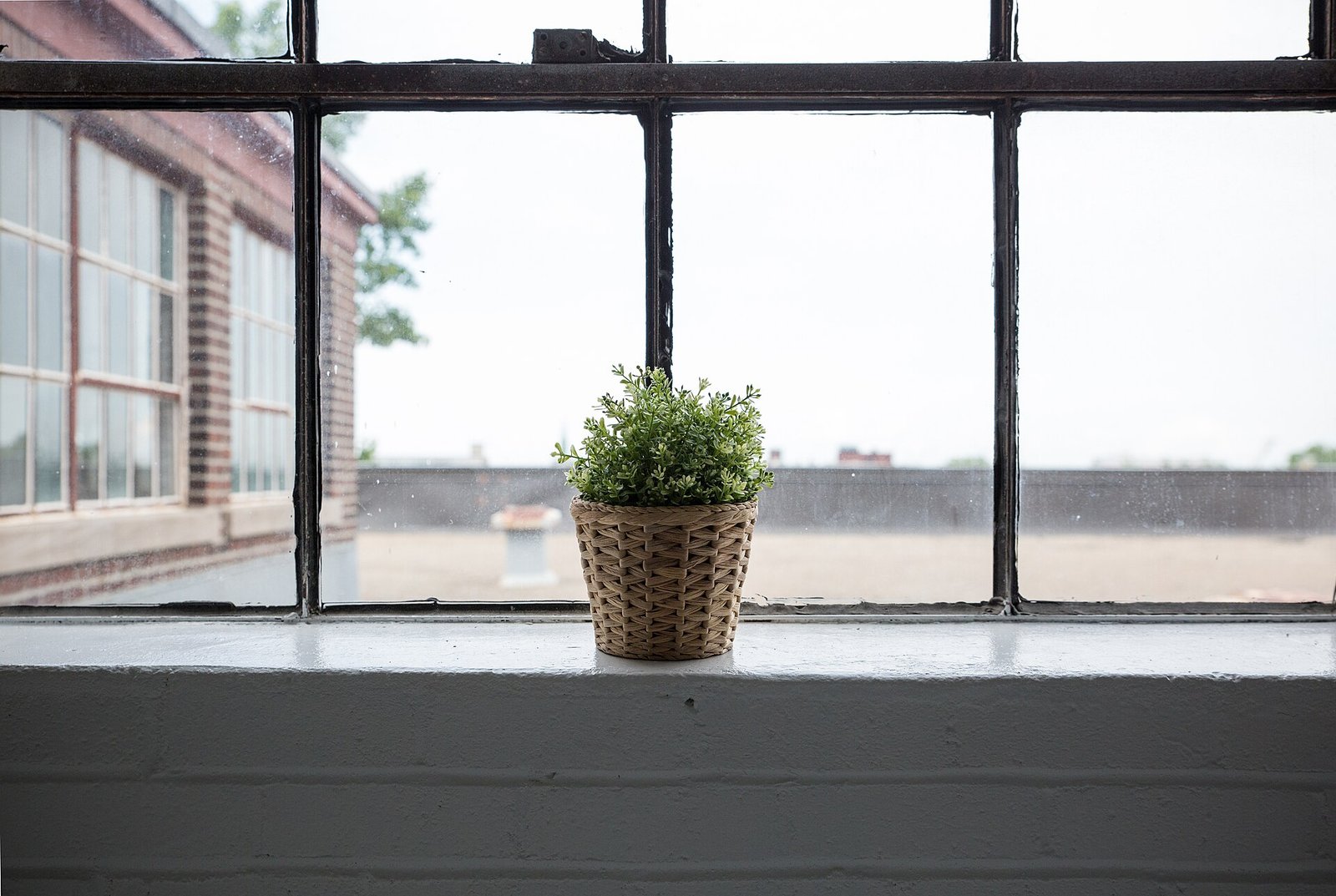 Essential Winter Houseplant Care Tips